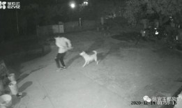 大狗最新爆料视频大全集,揭秘热点事件背后的真相