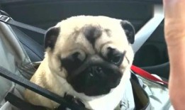 超能太监八哥在线观看,穿越时空的奇幻冒险之旅